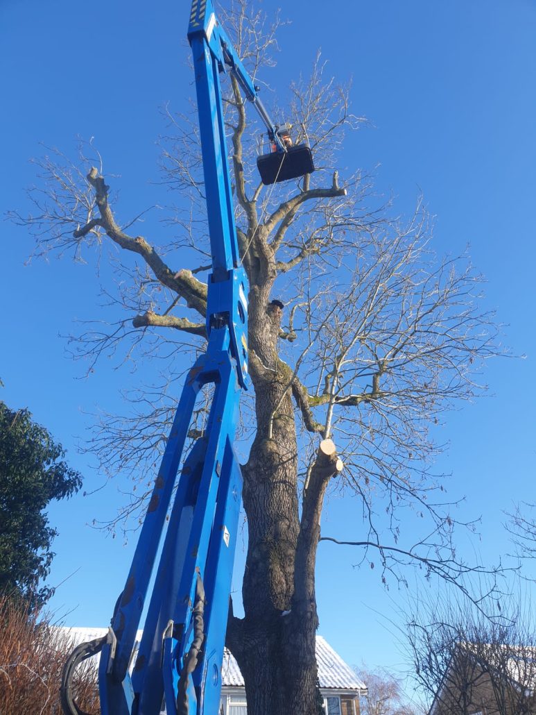Tree Surgery services